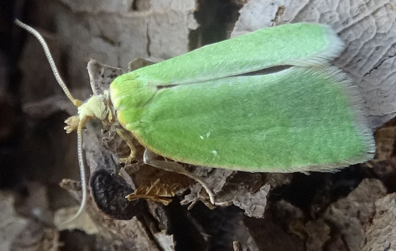 Tortrix viridana - Tortricidae